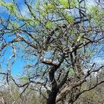 Prosopis caldenia habit picture by Trap Hers (cc-by-sa)