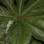 Cecropia insignis leaf picture by Nelson Zamora Villalobos (cc-by-nc)