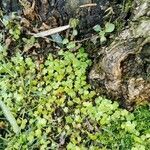 Hydrocotyle ranunculoides habit picture by pace Salvatore (cc-by-sa)