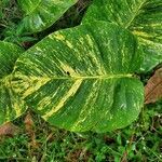 Epipremnum aureum leaf picture by Michael Finch (cc-by-sa)