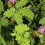 Mimosa skinneri flower picture by Nelson Zamora Villalobos (cc-by-nc)