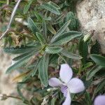 Viola arborescens leaf picture by Sylvain Piry (cc-by-sa)