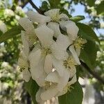 Malus baccata flower picture by Dieter Albrecht (cc-by-sa)