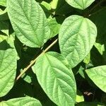 Clerodendrum thomsoniae leaf picture by sebmoorea (cc-by-sa)