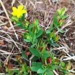 Hypericum humifusum flower picture by Jean-Luc Durand (cc-by-sa)