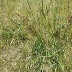 Trisetum flavescens habit picture by Boumlik Messaïli (cc-by-sa)