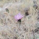 Atractylis humilis flower picture by César Gonzalez (cc-by-sa)