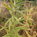 Polygonatum verticillatum habit picture by Jasques Adi (cc-by-sa)