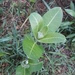 Asclepias purpurascens leaf picture by Rebecca Filley (cc-by-sa)