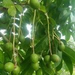 Spondias pinnata fruit picture by SANTOSH YADAV (cc-by-sa)