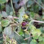 Lantana fucata fruit picture by Trap Hers (cc-by-sa)