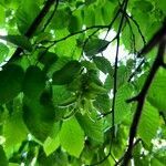 Carpinus betulus flower picture by Thraska Wey (cc-by-sa)