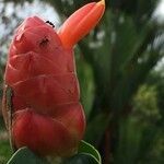 Costus woodsonii flower picture by Daniel Barthelemy (cc-by-nc)