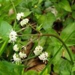 Sanicula europaea flower picture by Olivier Dorson (cc-by-sa)