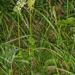 Betonica alopecuros habit picture by Martin Bishop (cc-by-sa)