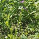 Triodanis perfoliata habit picture by arati harpaul (cc-by-sa)