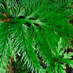 Selaginella flabellata leaf picture by Frédéric Dupont (cc-by-sa)