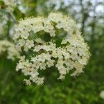 Viburnum rufidulum flower picture by Natalia Shmueli (cc-by-sa)