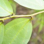 Satyria meiantha leaf picture by Nelson Zamora Villalobos (cc-by-nc)