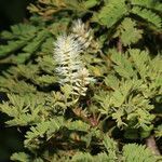 Mimosa platycarpa habit picture by Nelson Zamora Villalobos (cc-by-nc)