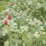 Trifolium incarnatum habit picture by El Mojito (cc-by-sa)