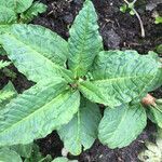 Nicotiana tabacum leaf picture by tineke v d schaaf (cc-by-sa)