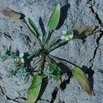 Damasonium alisma habit picture by Jean-Francois Julien (cc-by-sa)