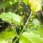 Bunchosia armeniaca leaf picture by Makoto Makoto (cc-by-sa)