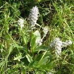 Neotinea lactea habit picture by Hugo SANTACREU (cc-by-sa)