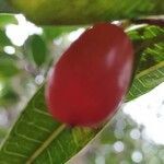 Maillardia borbonica fruit picture by Matthieu Gebus (cc-by-sa)