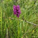 Dactylorhiza purpurella flower picture by Martyn Dickson (cc-by-sa)