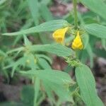 Melampyrum sylvaticum flower picture by Catherine Garret (cc-by-sa)