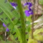 Dactylorhiza incarnata leaf picture by Ketxus Lopez (cc-by-sa)