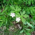 Geranium maculatum habit picture by PT (cc-by-sa)