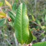 Malus angustifolia leaf picture by Brad Kelley (cc-by-sa)