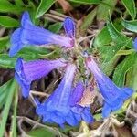 Penstemon virens flower picture by Jack Pommer (cc-by-sa)