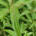 Oenothera glazioviana leaf picture by charmeda (cc-by-sa)