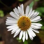 Erigeron karvinskianus flower picture by flo badass (cc-by-sa)