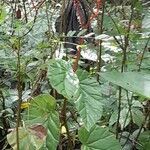 Begonia pycnantha habit picture by Trap Hers (cc-by-sa)