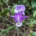 Clistax brasiliensis flower picture by Isaque A. Dias (cc-by-sa)