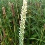 Phleum pratense flower picture by Han (cc-by-sa)