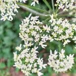 Heracleum sphondylium flower picture by Cristina Larraz (cc-by-sa)