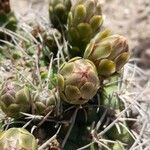 Gymnocalycium pugionacanthum flower picture by Trap Hers (cc-by-sa)