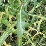 Sonchus palustris leaf picture by Toby Austin (cc-by-sa)