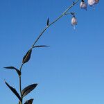 Adenophora liliifolia habit picture by arlas (cc-by-sa)