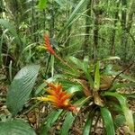 Vriesea carinata habit picture by Eduardo Lopes (cc-by-sa)