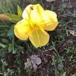 Oenothera stricta flower picture by Christophe De Barbarin (cc-by-sa)