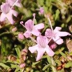 Thymus nervosus flower picture by Victoria C. (cc-by-sa)