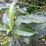 Solanum bonariense leaf picture by Pablo (cc-by-sa)