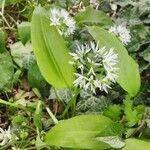 Allium ursinum habit picture by Gui ferl (cc-by-sa)